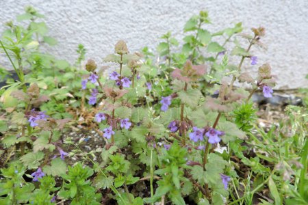 A ground ivy in bloom, green crenate leaves, violet funnel shaped flowers
