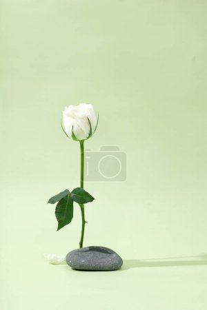 Foto de Fondo del podio, Fondo de la imagen, Fondo mínimo con flores frescas - Imagen libre de derechos