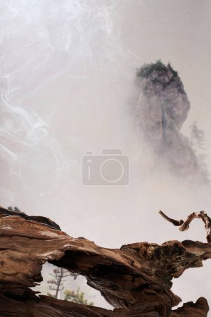 Photo for Nature background branches and rocks for product display, hi res photo - Royalty Free Image