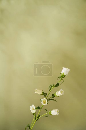 Photo for Product backdrop designs, hi res photo - Royalty Free Image