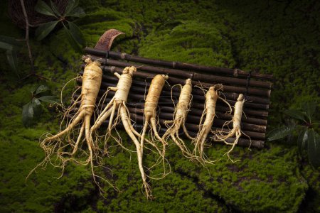 Photo for Fresh ginseng root, the amazing health benefits of ginseng you need to know, ginseng plant - Royalty Free Image
