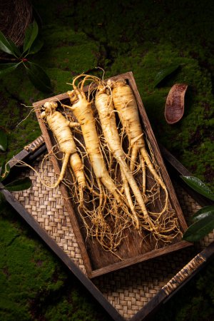 Photo for Fresh ginseng root, the amazing health benefits of ginseng you need to know, ginseng plant - Royalty Free Image
