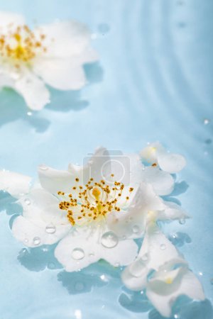 Photo for Beautiful images of flowers on water, flowers and water wallpapers, high quality images - Royalty Free Image