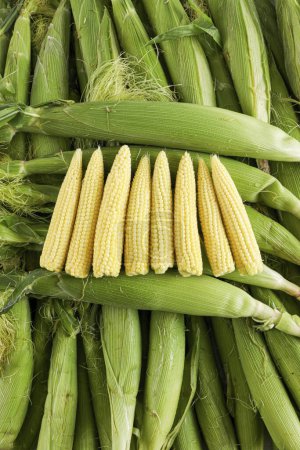 Photo for Images of baby corn, corn cobs, high quality images of corn - Royalty Free Image