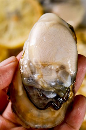 Foto de Imágenes claras de ostras, ostras a la parrilla, imágenes de alta calidad para imprimir - Imagen libre de derechos