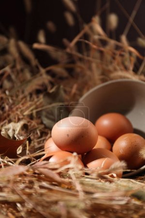 Téléchargez les photos : Des œufs adorables, des œufs drôles, pris en studio, des images de haute qualité - en image libre de droit