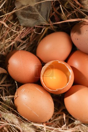 Foto de Huevos adorables, huevos divertidos, tomados en estudio, imágenes de alta calidad - Imagen libre de derechos