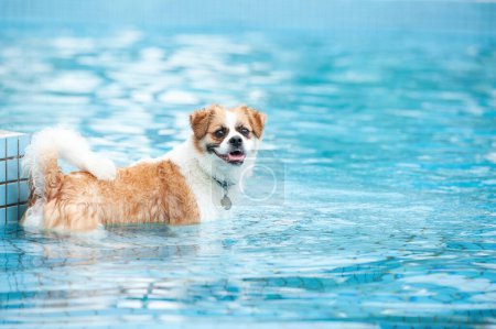 Imagen de perro adorable haciendo ejercicio en la piscina. Lindo perro, imágenes de alta calidad