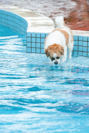 Image of adorable dog exercising in swimming pool. Cute dog, high quality images