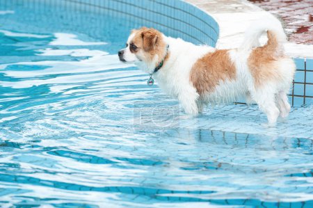 Image de chien adorable faisant de l'exercice dans la piscine. Chien mignon, images de haute qualité