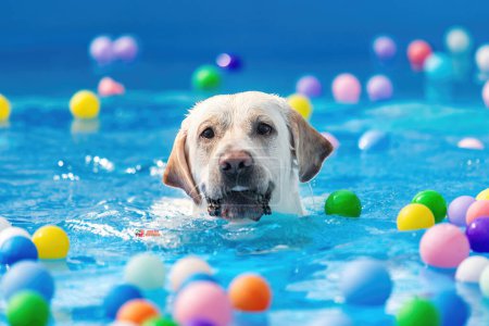 Photo for Image of adorable dog exercising in swimming pool. Cute dog, high quality images - Royalty Free Image