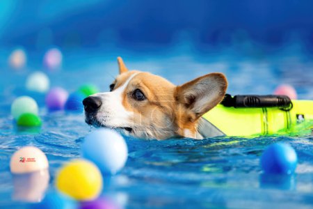 Bild eines entzückenden Hundes, der im Schwimmbad turnt. Netter Hund, qualitativ hochwertige Bilder
