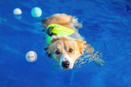 Photo for Image of adorable dog exercising in swimming pool. Cute dog, high quality images - Royalty Free Image