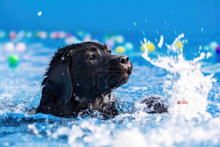 Foto de Imagen de perro adorable haciendo ejercicio en la piscina. Lindo perro, imágenes de alta calidad - Imagen libre de derechos