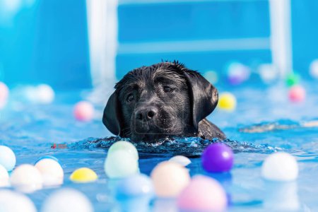 Imagen de perro adorable haciendo ejercicio en la piscina. Lindo perro, imágenes de alta calidad
