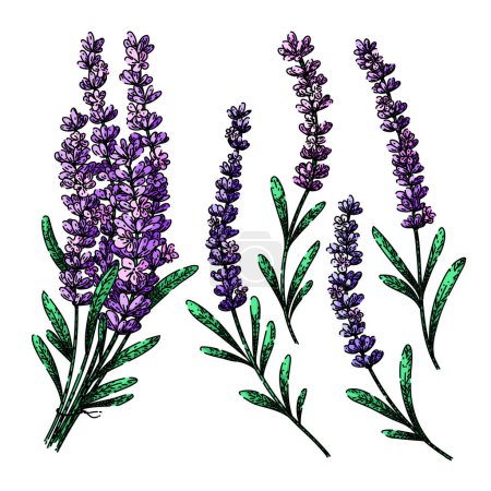 Illustration for Lavender set hand drawn. garden herb, aroma essential, oil calming lavender vector sketch. isolated color illustration - Royalty Free Image