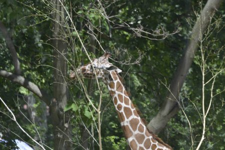 Foto de La jirafa come hojas del árbol - Imagen libre de derechos