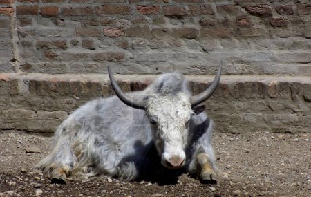 Foto de La cabra bebe agua de cerca de la cabeza - Imagen libre de derechos