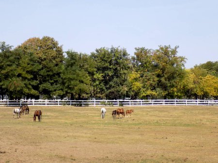 Photo for Horses in the paddock - Royalty Free Image