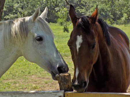 Photo for Pair of beautiful horses in a corral - Royalty Free Image