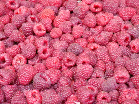 Photo for Background made of raspberries - Royalty Free Image