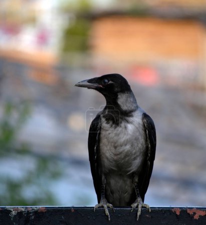 Photo for Hooded crows in the urban environment - Royalty Free Image