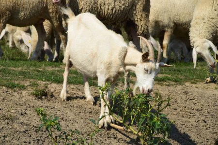 Photo for Cute white goat grazing with a herd of sheep - Royalty Free Image