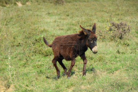 Foto de Joven burro corriendo por el prado - Imagen libre de derechos
