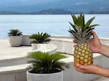 Photo for Ripe pineapple in the hand - Royalty Free Image