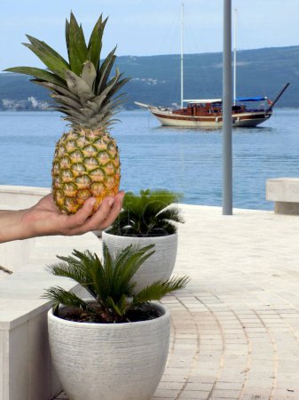 Photo for Ripe pineapple in the hand - Royalty Free Image