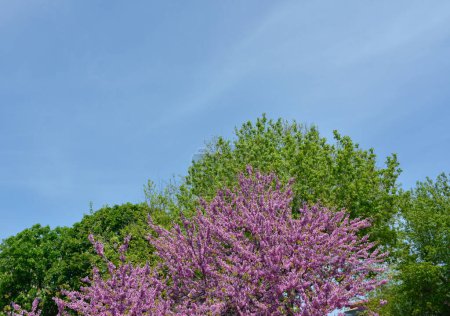 Photo for Box Elder (Acer negundo) in the back, and Redbud Tree (Cercis siliquastrum) in the front - Royalty Free Image