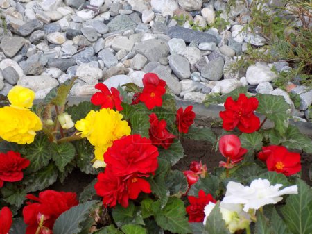 Photo for Flowerbed with colorful begonias in the garden - Royalty Free Image