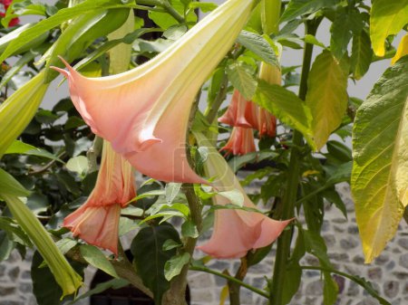 Photo for Flower of Angel's Trumpet (Datura stramonium) - Royalty Free Image
