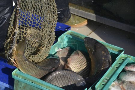 Photo for Seller move fishes from the aquarium to the plastic crate, with a fish net - Royalty Free Image