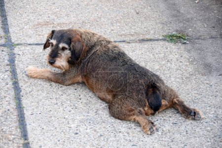 Photo for Terrier dog lying on the pedestrian walkaway - Royalty Free Image