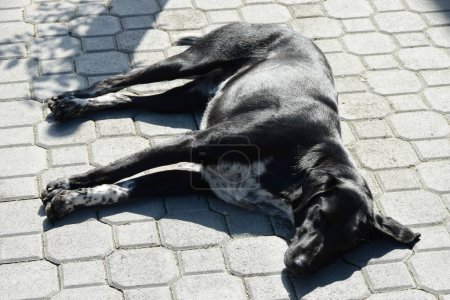 Photo for Big black dog lying on the pedestrian walkaway - Royalty Free Image
