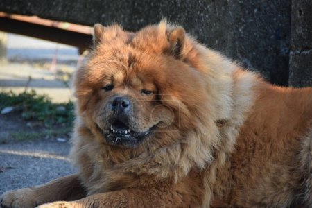 Photo for Chow chow dog lying by the pedestrian walkaway - Royalty Free Image