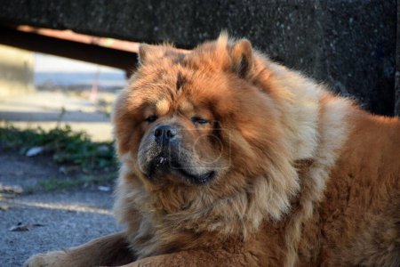 Photo for Chow chow dog lying by the pedestrian walkaway - Royalty Free Image