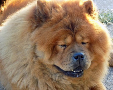 Photo for Portrait of chow chow dog - Royalty Free Image