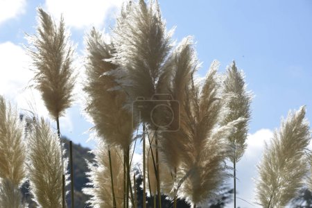 Téléchargez les photos : Grandes oreilles blanches d'herbe de pampa Cortaderia selloana - en image libre de droit