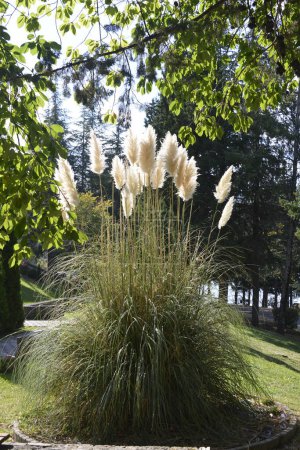 Photo for Large, white ears of pampas grass Cortaderia selloana - Royalty Free Image