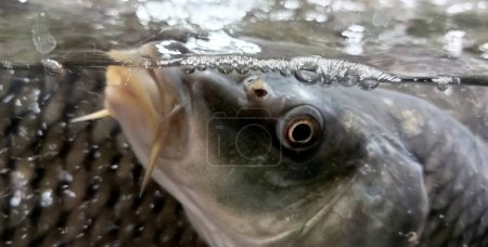 Photo for Carps in the window of the fish shop - Royalty Free Image
