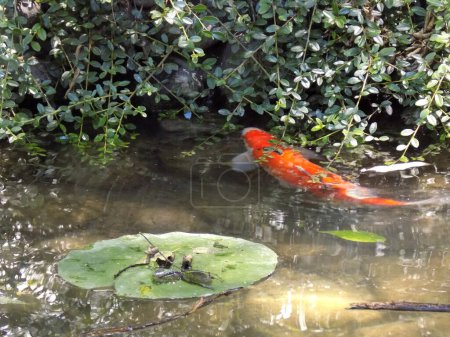 Foto de Koi, o más específicamente nishikigoi (carpa decorativa japonesa), son variedades de colores de la carpa común que se mantienen con fines decorativos en estanques koi al aire libre o jardines acuáticos. - Imagen libre de derechos