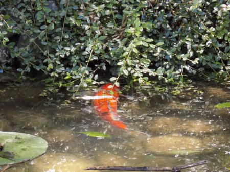 Foto de Koi, o más específicamente nishikigoi (carpa decorativa japonesa), son variedades de colores de la carpa común que se mantienen con fines decorativos en estanques koi al aire libre o jardines acuáticos. - Imagen libre de derechos