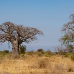 A row of baobab trees in the african savannah in Tanzania, on a clear, sunny day.