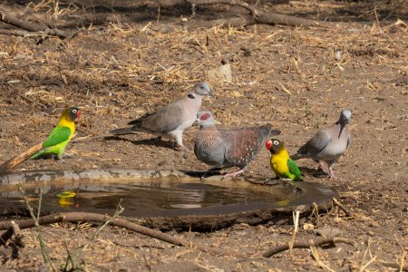 Téléchargez les photos : Tourterelles aux yeux rouges, pigeon moucheté et oiseaux d'amour à collier jaune dans une piscine d'oiseaux en Tanzanie. - en image libre de droit