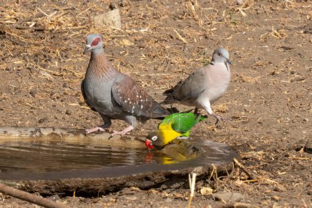 Téléchargez les photos : Une colombe aux yeux rouges, un pigeon moucheté et un oiseau d'amour à collier jaune dans une piscine à oiseaux en Tanzanie. - en image libre de droit