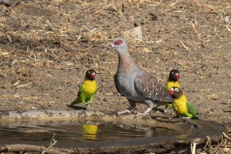 Téléchargez les photos : Un pigeon moucheté entouré d'oiseaux d'amour à collier jaune dans une piscine d'oiseaux en Tanzanie. - en image libre de droit