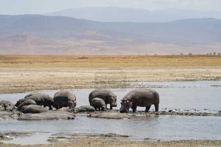 Photo for A bloat of hippopotami in lake Magadi, Ngorongoro crater, Tanzania, on a hazy day. - Royalty Free Image