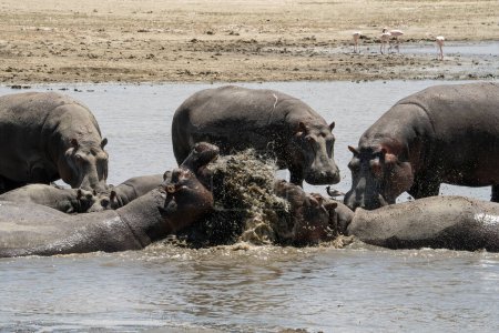 Photo for Two male hippopotami fighting in the magadi lake, Ngorongoro crater, Tanzania. - Royalty Free Image